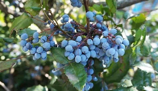 最贵的五个水果,世界最贵的的十种水果