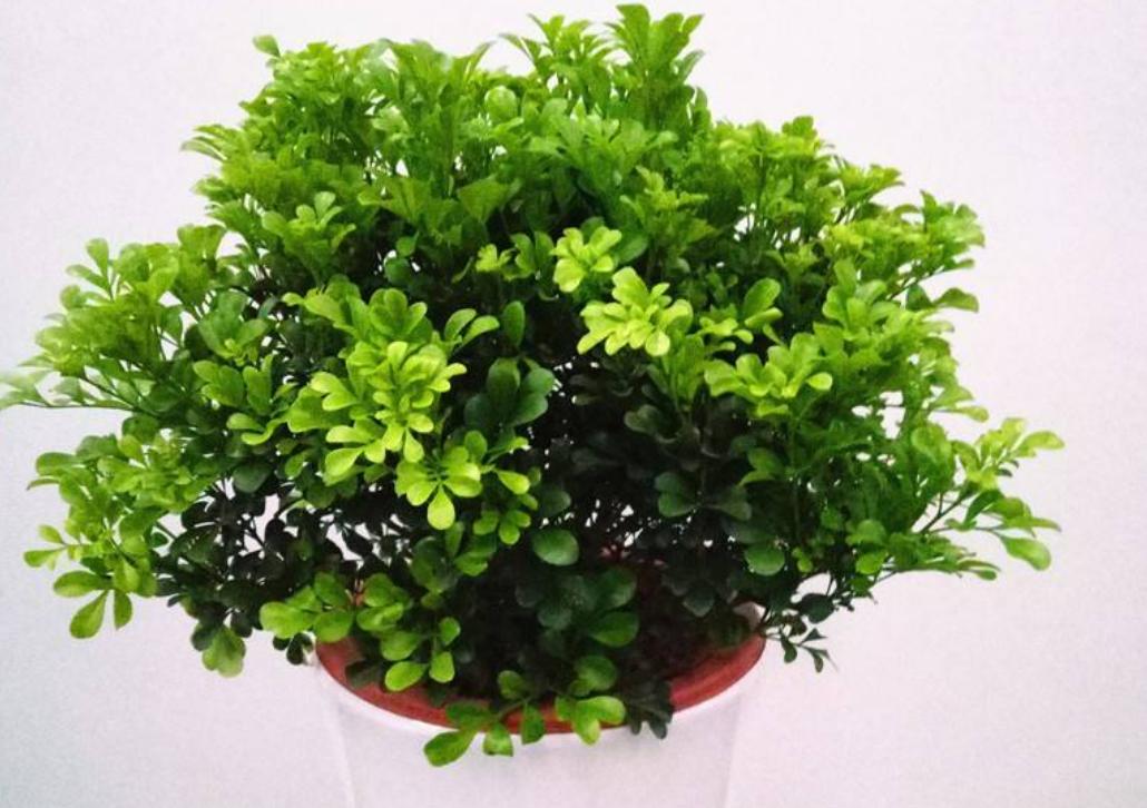 米兰有很多老枝怎么办,刚买的米兰换土的正确方法