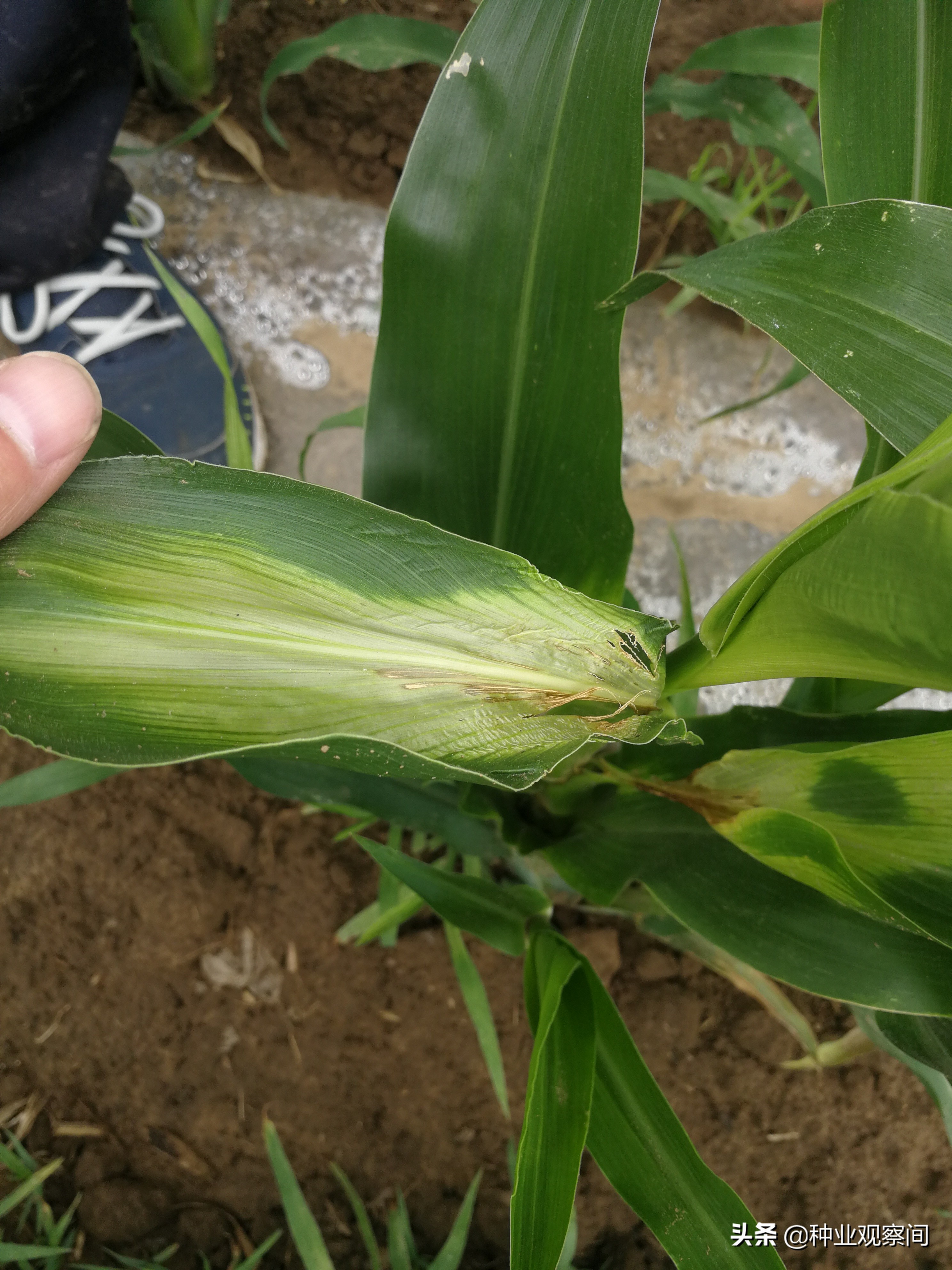 玉米苗心叶扭曲病怎么治,怎样解除玉米除草剂对下茬的药害