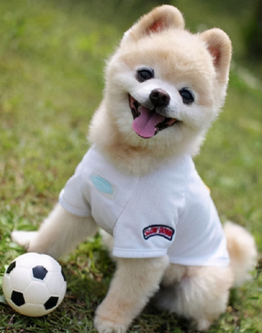 博美犬的训练方法和技巧,博美犬怎么训练视频大全