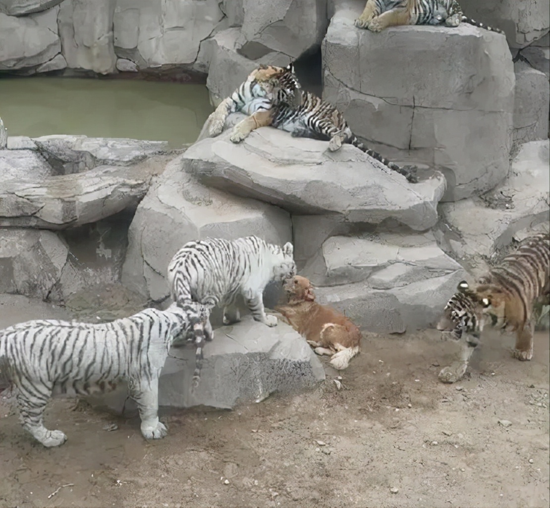 狗有老虎的基因吗,狗妈带大的老虎基因会改变吗