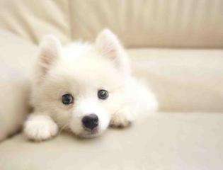 搞笑又可爱的狗子,萌到流鼻血宠物的搞笑可爱瞬间