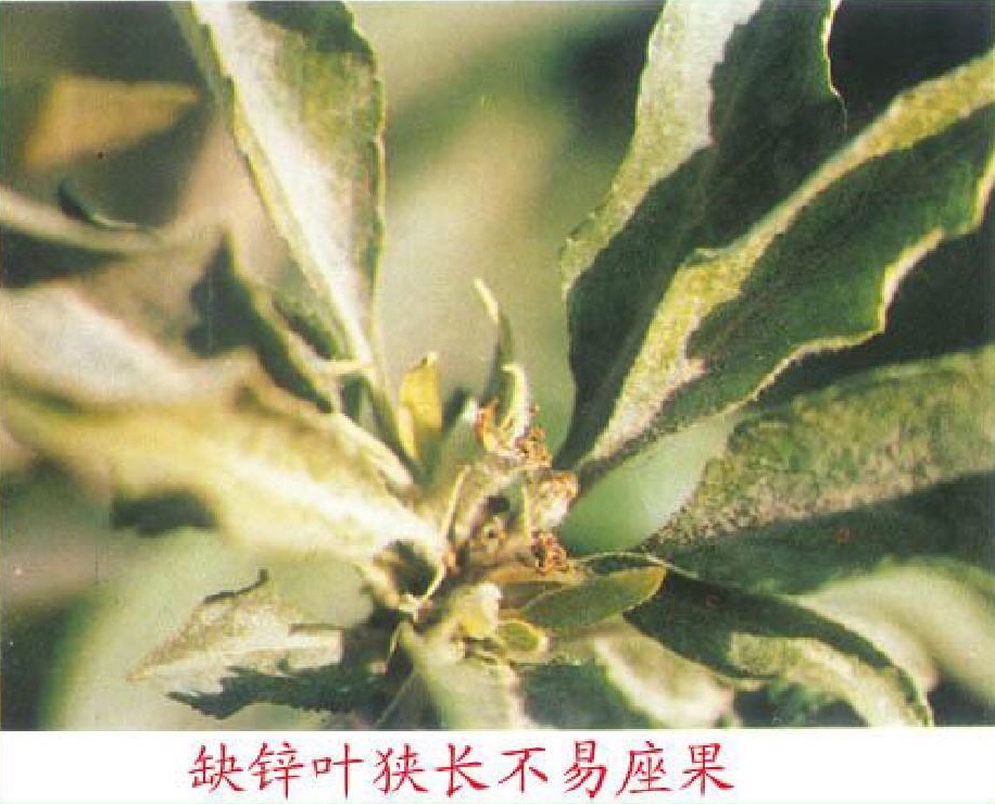 edta螯合微量元素对植物的影响,edta螯合微量元素使用禁忌