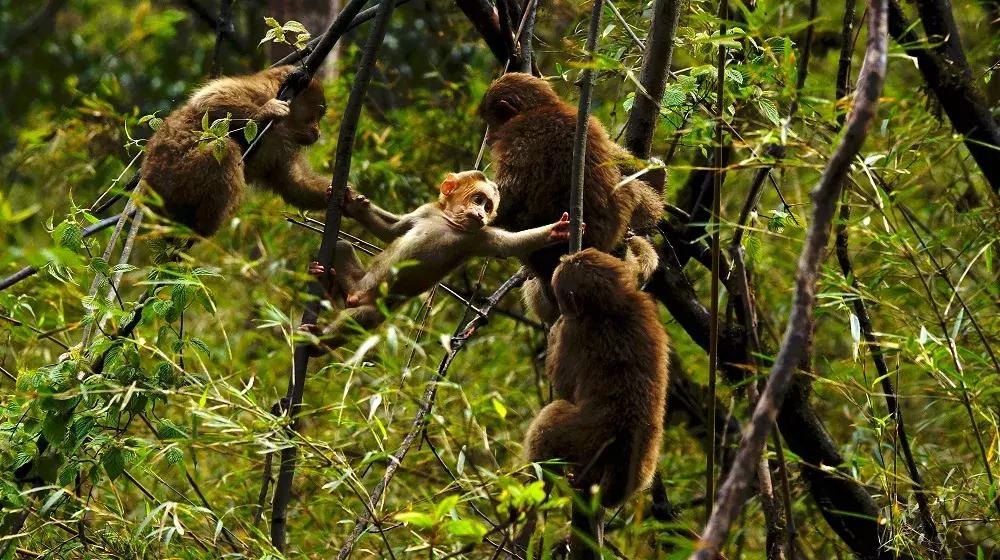万亩杜鹃花开！邂逅野生水鹿，观云海住树屋，成都自驾3.5h就到！