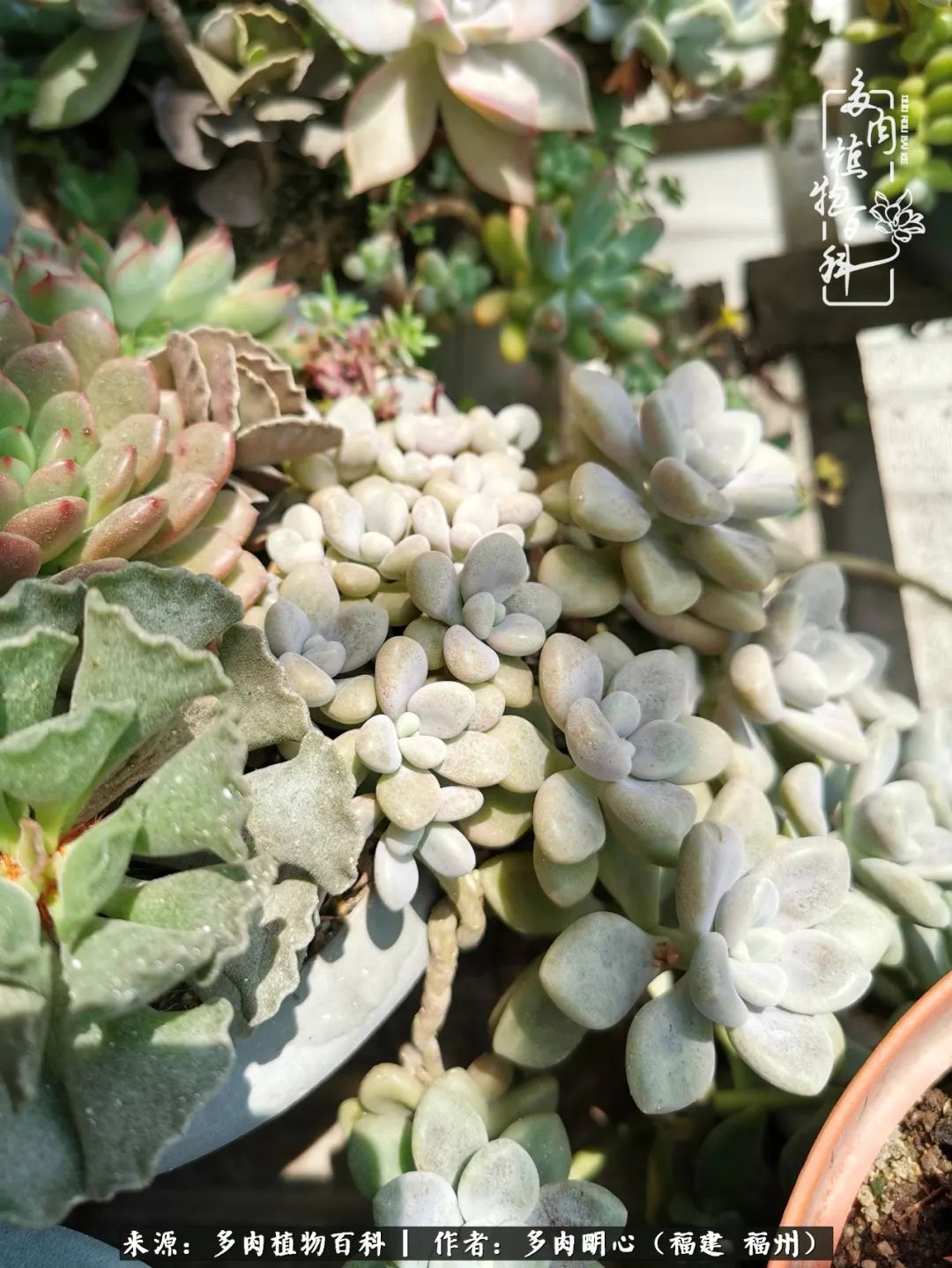 唯美雅致意境飘逸的多肉,蝶舞悠然多肉视频