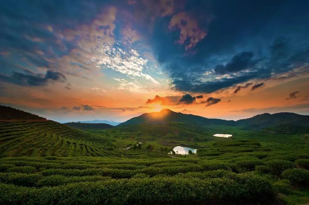 十里春风，不如一盏春茶