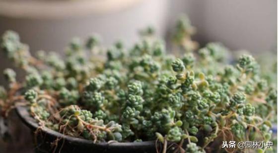 看从公园里捡来的姬星美人,如何逆袭成功!