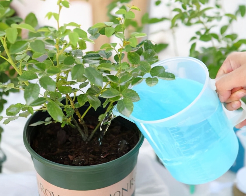 磷酸二氢钾浇花用量和使用时间,磷酸二氢钾的正确使用方法浇花