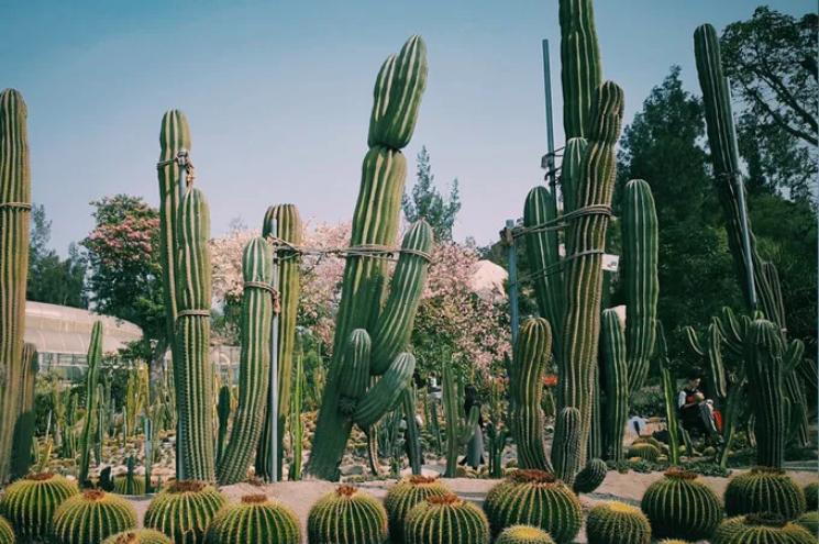 厦门旅游景点科技馆,厦门演武大桥美丽壮观