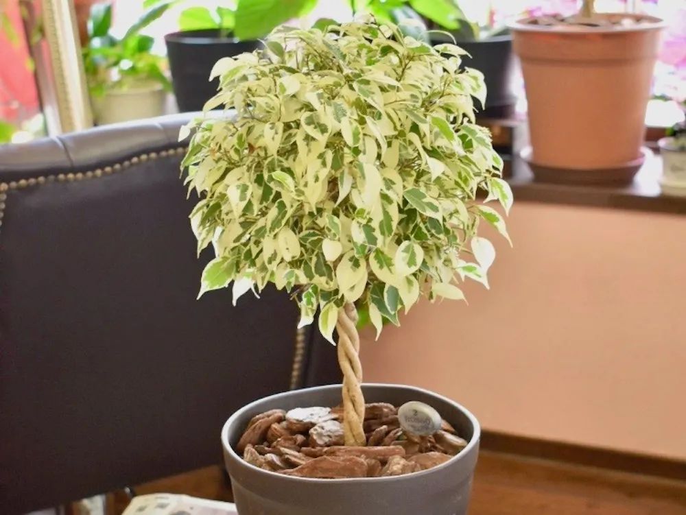 常见的榕属植物,美如画的树