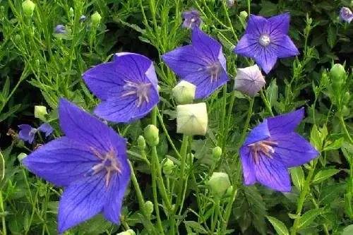 蓝紫色花系植物,蓝紫色系花境植物