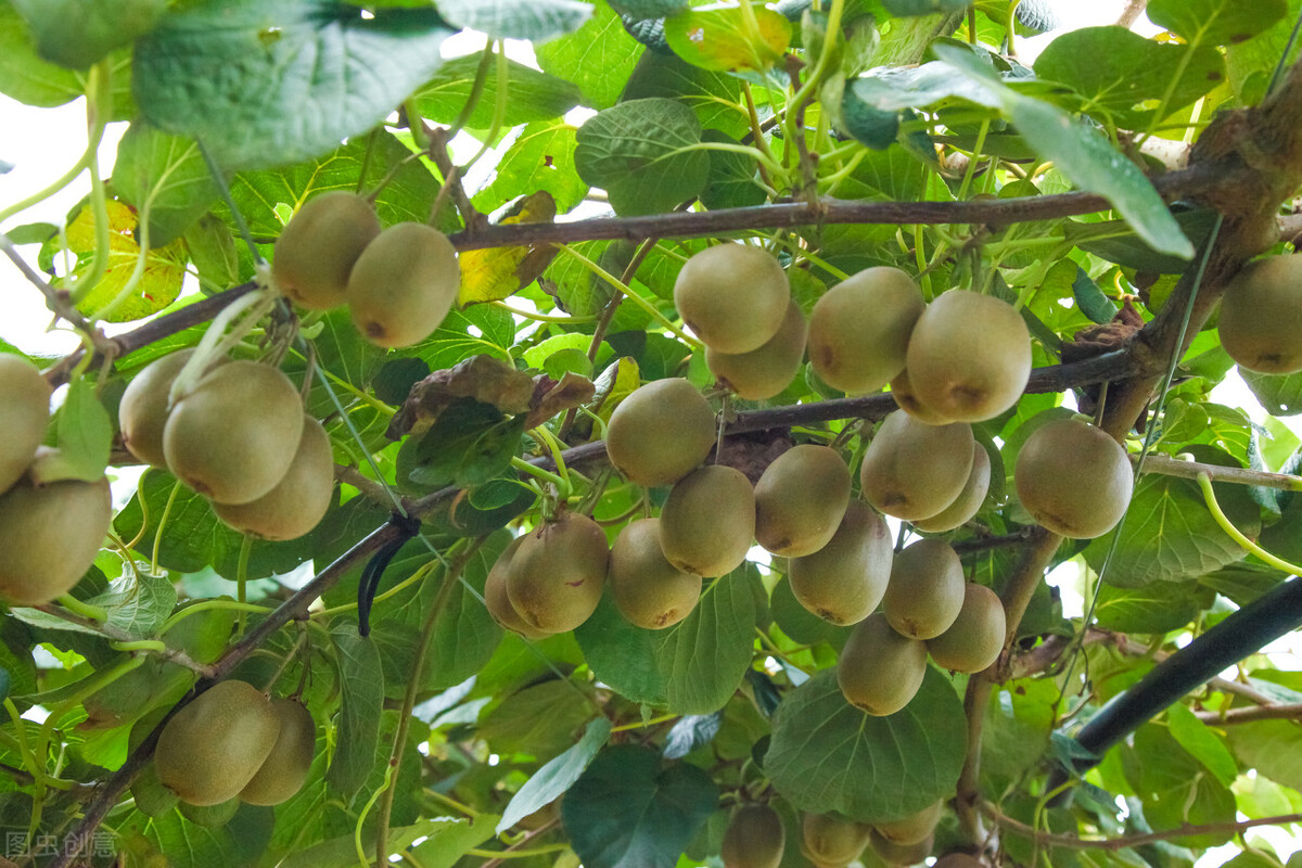 100种常见园林图鉴,列举20类不同的园林花卉