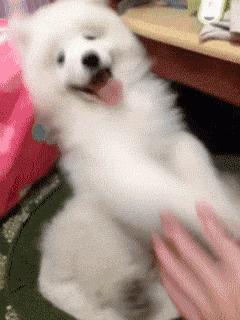 怎么才算纯种泰迪狗呢图片,纯种狗和非纯种狗的区别哪个好