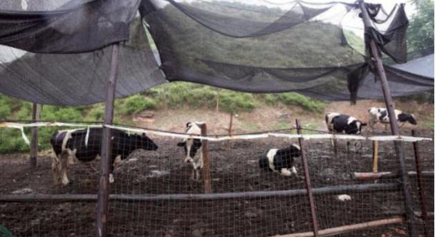 明治收购澳亚牧场了吗,明治乳业最新信息