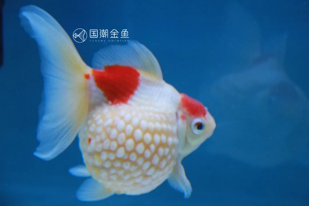 中国金鱼历史简介,中国金鱼鉴赏与文化