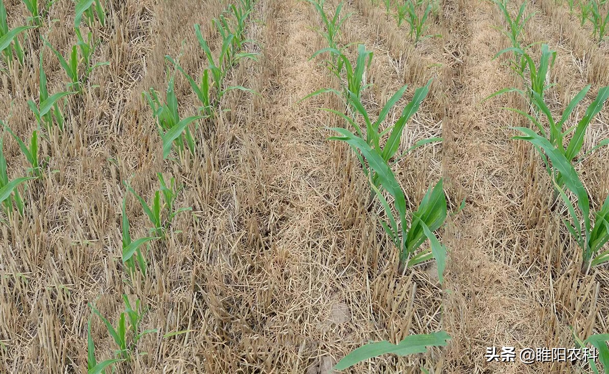 玉米田专用除草剂大全视频讲解,玉米田连封带杀除草剂有哪些