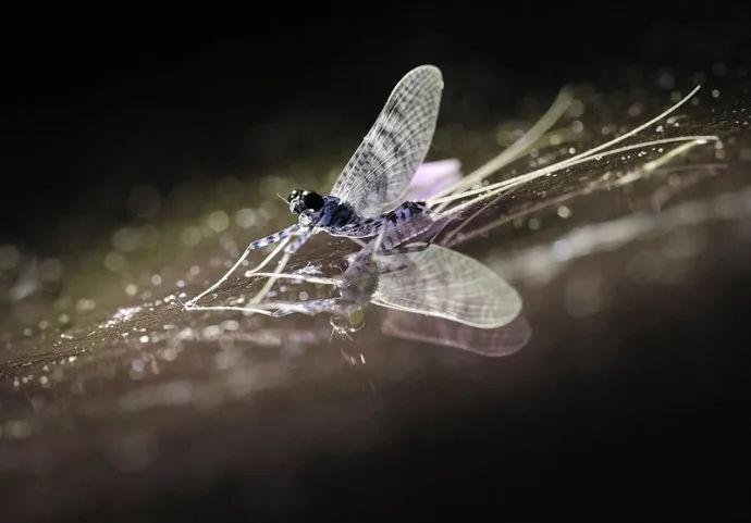 河南邓州出现大量虫是什么虫,专家谈邓州蜉蝣聚集现象