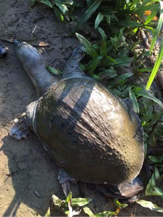 钓甲鱼的猪肝用不完怎么处理,用猪肝钓甲鱼钩如何挂饵图解