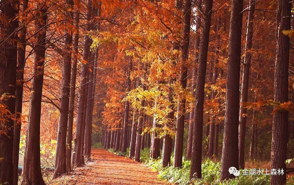 亲子游推荐地金湖水上森林景区,金湖水上森林景区攻略视频