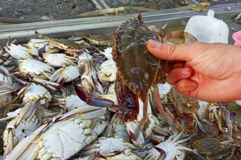 青岛老渔民教你如何挑肥螃蟹,买螃蟹的方法和技巧