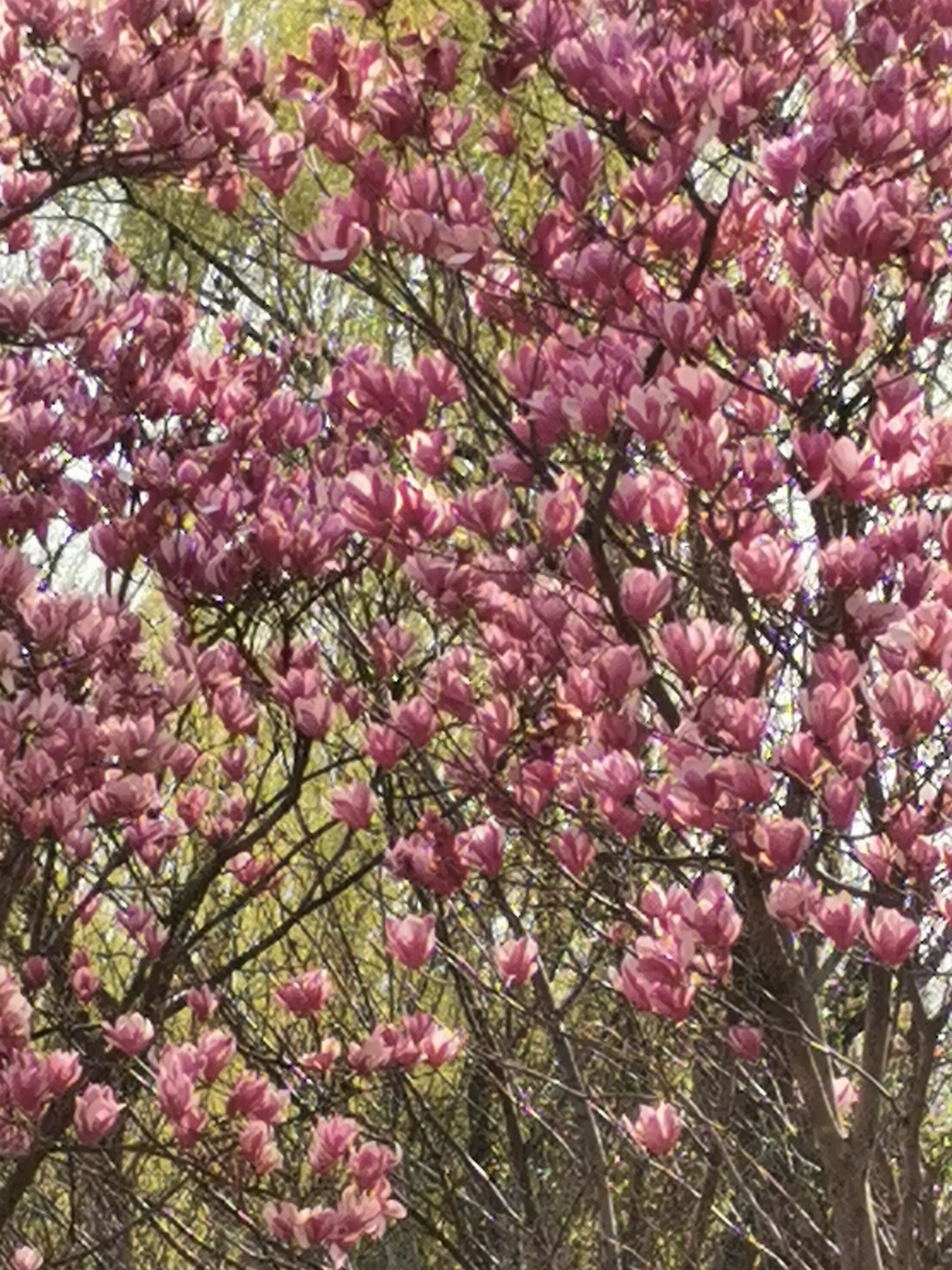 苏州旅游之石湖风景区：春天里，走马观“湖”记