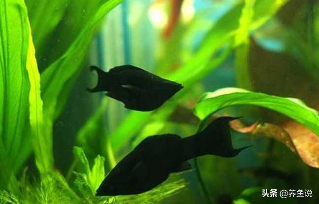 孔雀鱼玛丽鱼缩鳍缩尾趴缸怎么办,孔雀鱼缩尾治不好