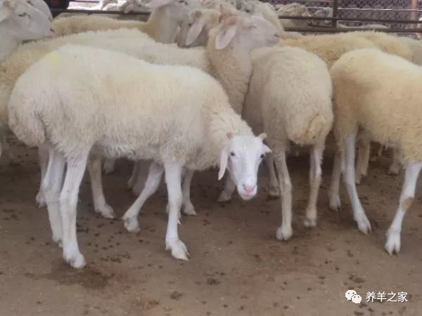 羊胀气最简单的解决办法,预防羊胀气的几个绝招