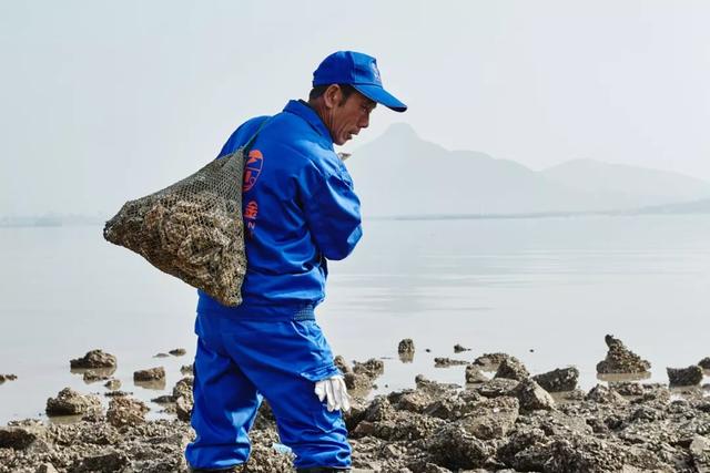 乳山生蚝也许是性价比最高的生蚝,正宗乳山生蚝上市了来尝鲜