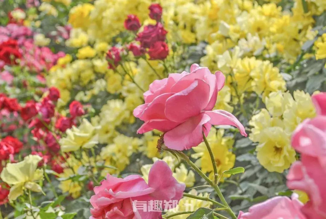 郑州地铁五号线游玩攻略秋季,郑州地铁与5号线沿途有哪些景点