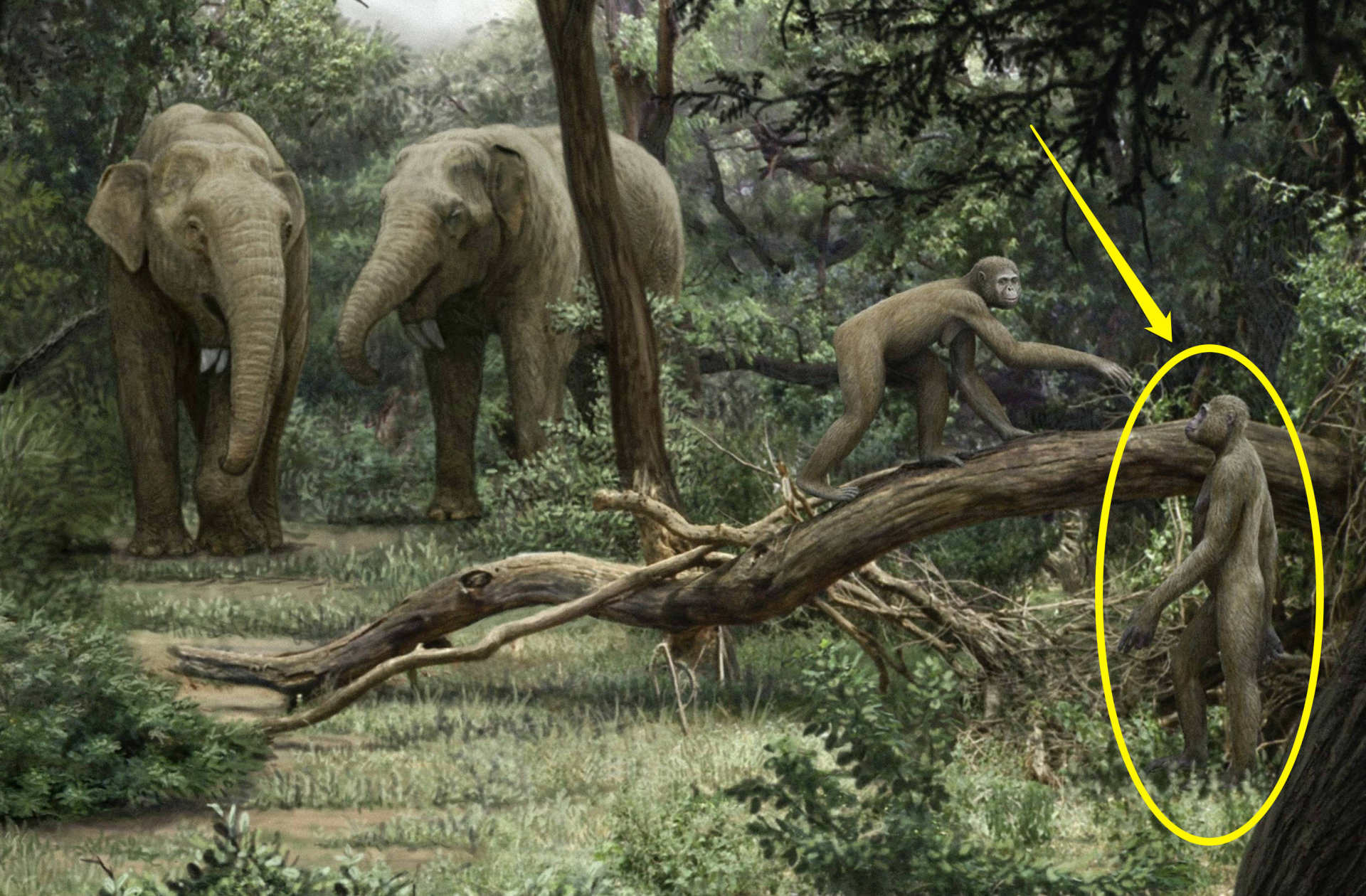 女人为什么会进化出月经,女性为何进化得越来越漂亮