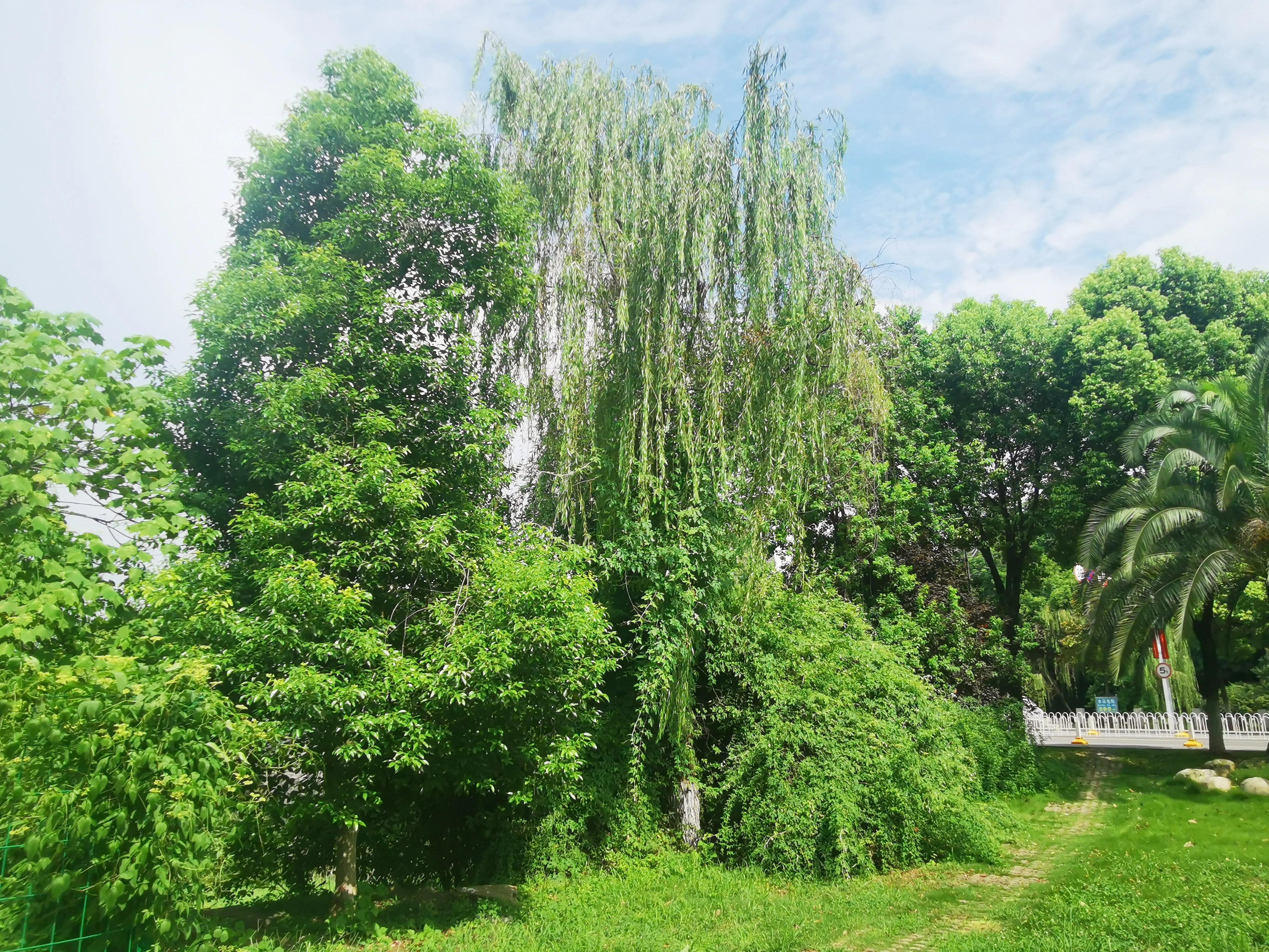 武汉高校中，最美武汉大学，“亚美”属于中南财经政法大学