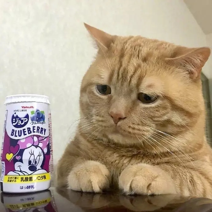 猫咪合照摆摊,猫咪摆摊图片