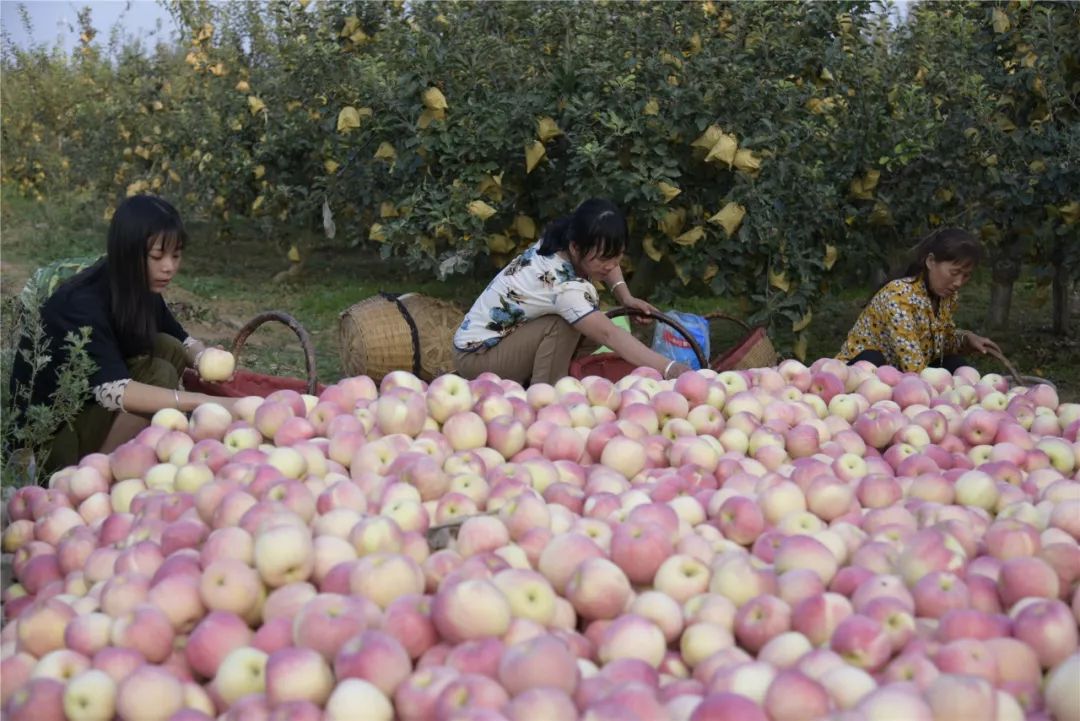 包苹果的女人们,那样美