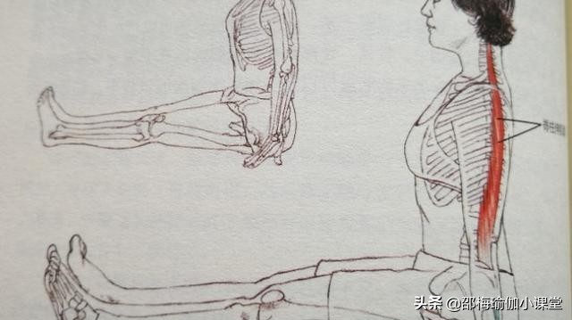 上平板式会使肱骨前移吗,上平板式的讲解