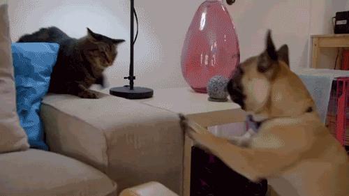 能不能养宠物鼠狗兔猫,能不能养宠物鼠猫狗呢