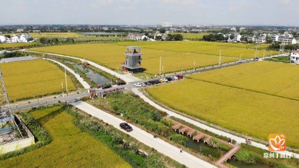 千亩稻田美如画谷穗飘香迎丰收,百亩良田稻飘香图片