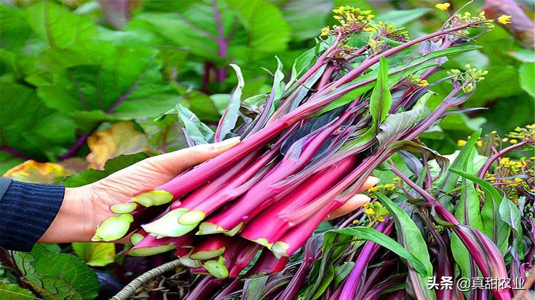 云南地区叶菜行情稳中有涨,近期蔬菜叶菜价格上涨原因