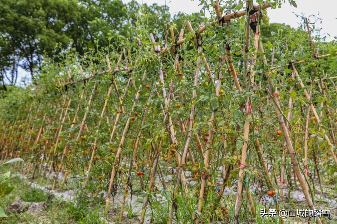 常熟沙家浜旅游攻略,苏州常熟沙家浜