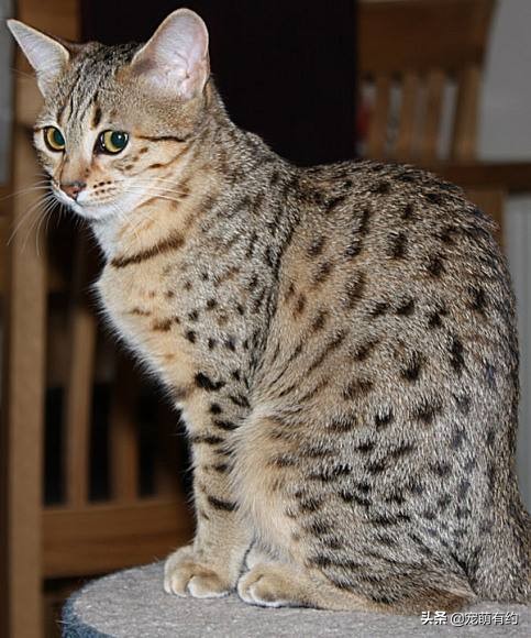 埃及猫的速度与激情，一定会让你迷恋