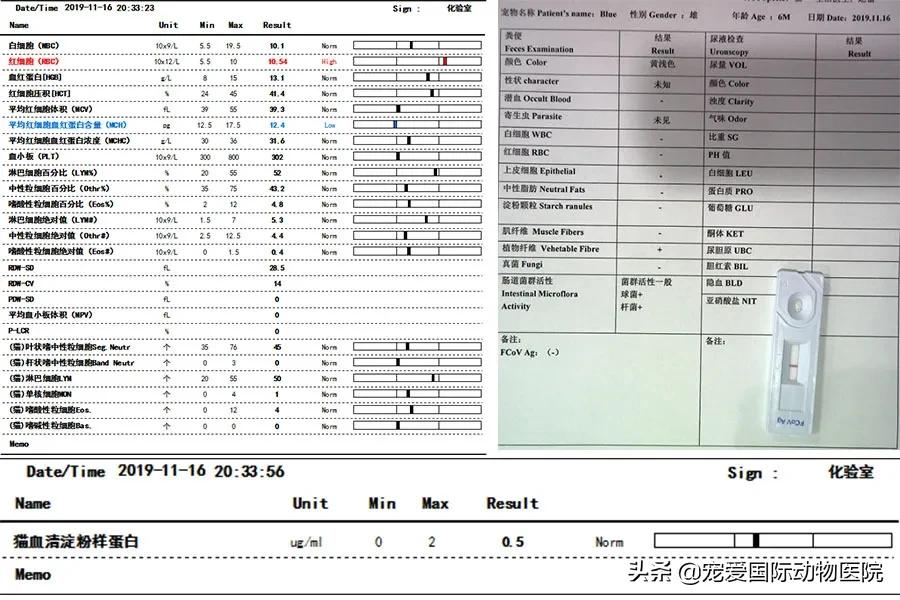 一般猫咪都有猫冠状病毒吗,猫咪冠状病毒传染性腹膜炎