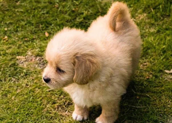 纯种金毛怎么挑选,想买金毛