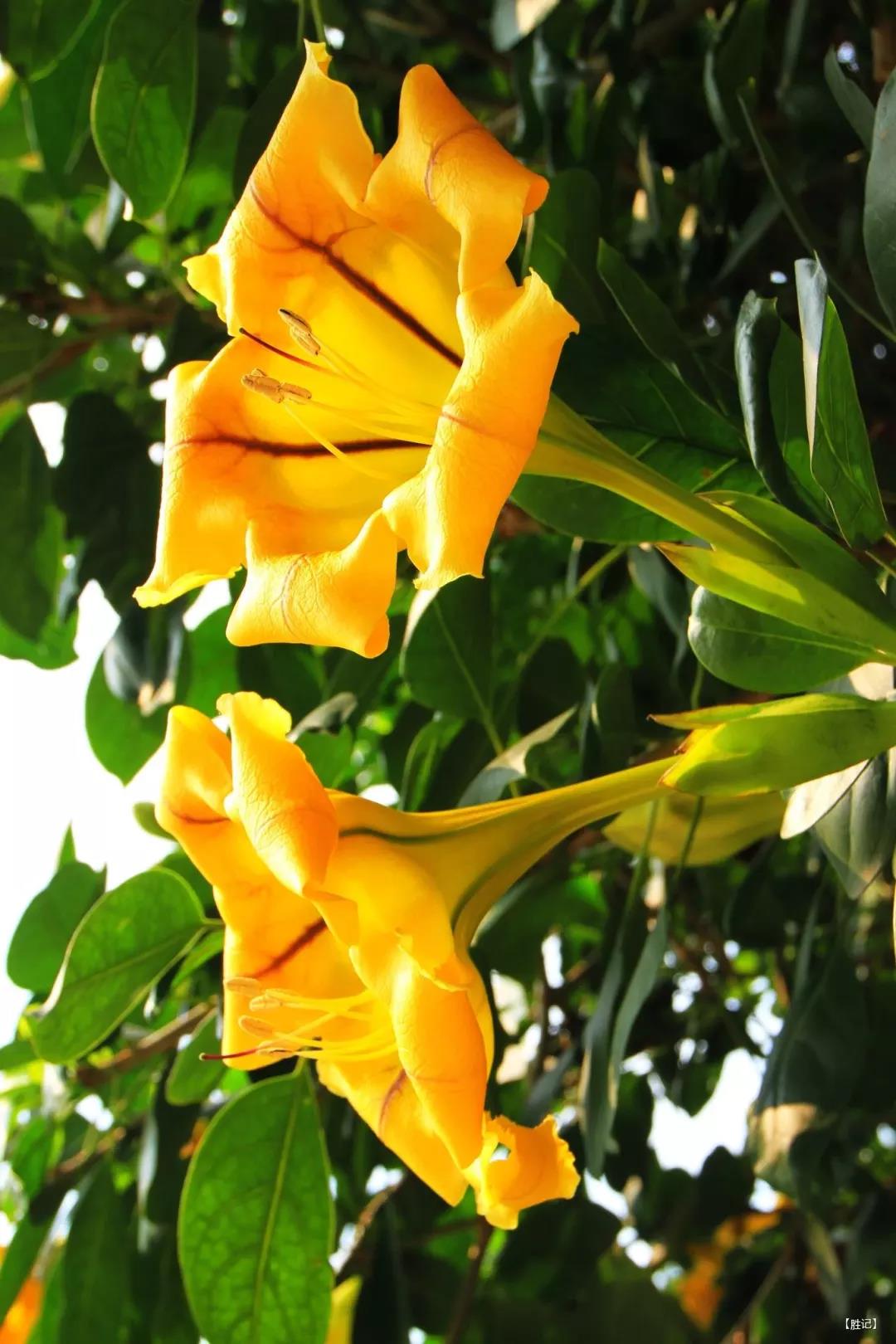 这4种花卉很漂亮花量大观赏度高,20种漂亮花好看不好养