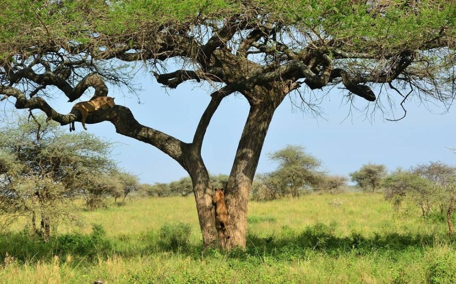长颈鹿是怎么进化成长脖子的,长颈鹿为什么有长长的脖子呢