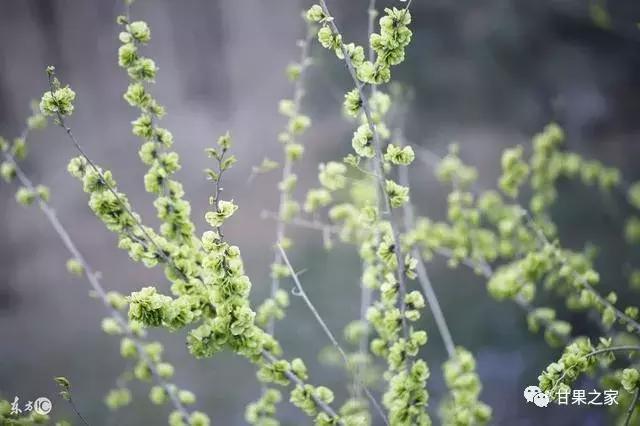 自家果园树移栽合法吗,果园果树混栽