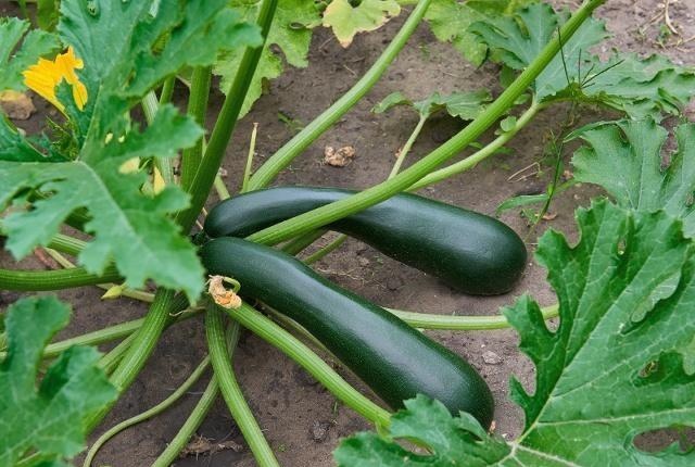 西葫芦怎么种植产量高,西葫芦安全优质高效栽培技术