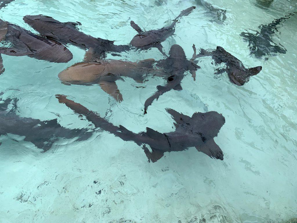 巴哈马猪岛旅游最新视频,巴哈马猪岛旅游