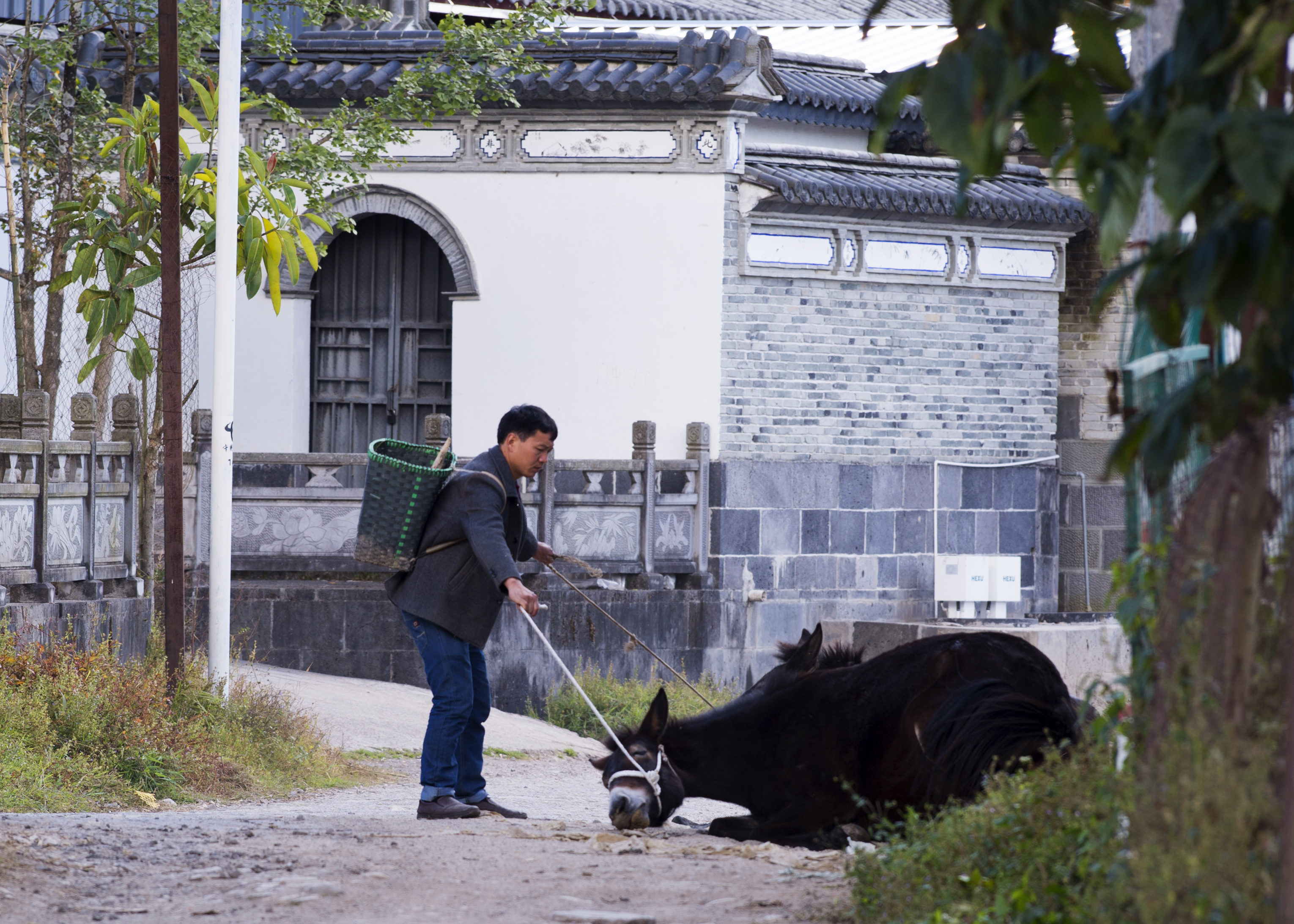 2023腾冲看银杏最佳时间,腾冲看银杏树旅游攻略