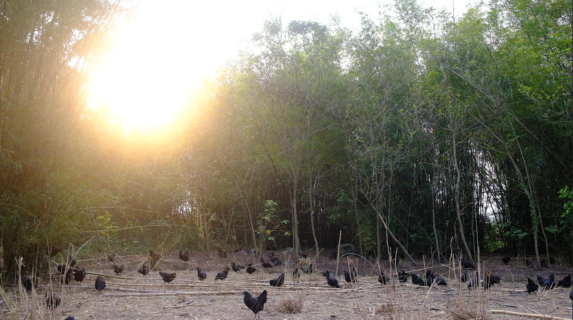 全身皮毛都是黑色的,长得像鸟一样的鸡,一年能卖8000多只