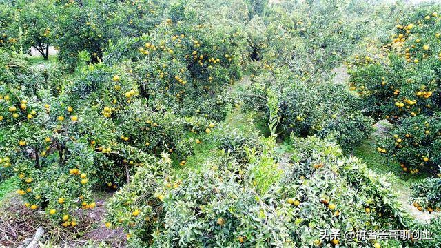 水果店怎样一年赚100万,水果店如何连环返钱