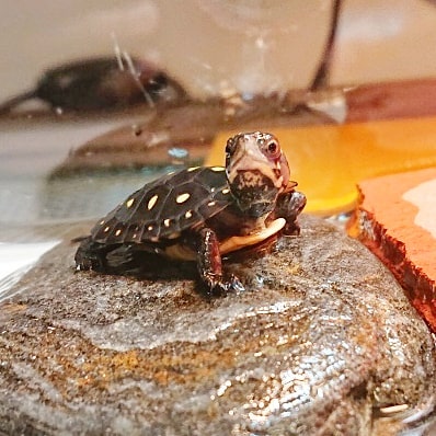 新手养龟最好养哪几种龟,如何分别浅养龟和深养龟